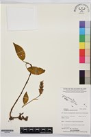 登錄號:BS07648藏品圖，第1張