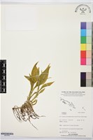 登錄號:BS07649藏品圖，第1張