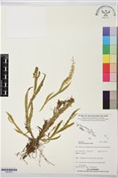 登錄號:BS07650藏品圖，第1張