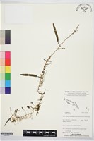 登錄號:BS07651藏品圖，第1張