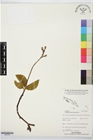 登錄號:BS07652藏品圖，第1張