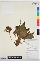 登錄號:BS07653藏品圖，第1張