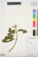 登錄號:BS07654藏品圖，第1張