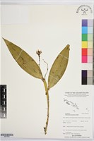 登錄號:BS07655藏品圖，第1張