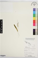 登錄號:BS07657藏品圖，第1張