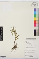 登錄號:BS07658藏品圖，第1張