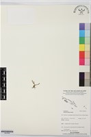 登錄號:BS07659藏品圖，第1張