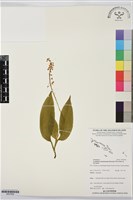 登錄號:BS07660藏品圖，第1張