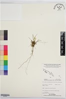 登錄號:BS07662藏品圖，第1張