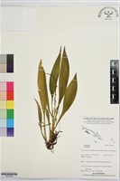 登錄號:BS07664藏品圖，第1張