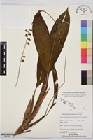 登錄號:BS07665藏品圖，第1張