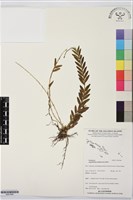 登錄號:BS07666藏品圖，第1張