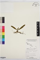 登錄號:BS07669藏品圖，第1張