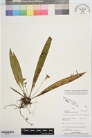 登錄號:BS07671藏品圖，第1張