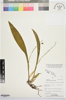 登錄號:BS07672藏品圖，第1張