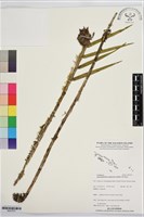 登錄號:BS07673藏品圖，第1張