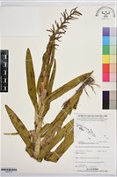 登錄號:BS07674藏品圖，第1張