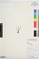 登錄號:BS07675藏品圖，第1張