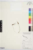 登錄號:BS07676藏品圖，第1張