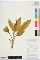 登錄號:BS07677藏品圖，第1張