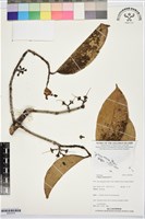 麻六甲蒲桃藏品圖，第1張