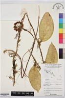 登錄號:BS07679藏品圖，第1張