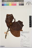 登錄號:BS07681藏品圖，第1張