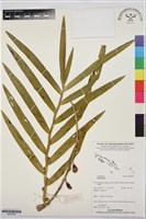 登錄號:BS07682藏品圖，第1張