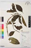 登錄號:BS07683藏品圖，第1張