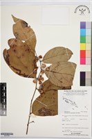 登錄號:BS07684藏品圖，第1張