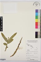 登錄號:BS07685藏品圖，第1張