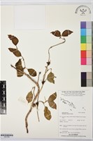 登錄號:BS07686藏品圖，第1張