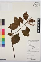 登錄號:BS07688藏品圖，第1張