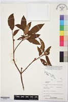 登錄號:BS07690藏品圖，第1張