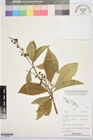 登錄號:BS07692藏品圖，第1張