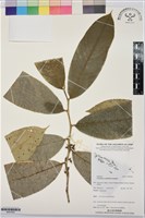 登錄號:BS07693藏品圖，第1張