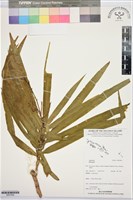 登錄號:BS07694藏品圖，第1張