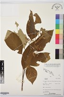 登錄號:BS07695藏品圖，第1張