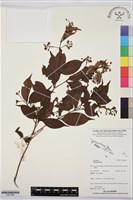 登錄號:BS07696藏品圖，第1張