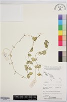 登錄號:BS07698藏品圖，第1張