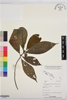 登錄號:BS07701藏品圖，第1張