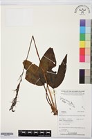 登錄號:BS07702藏品圖，第1張