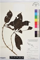 登錄號:BS07703藏品圖，第1張