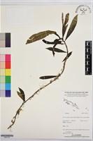 登錄號:BS07704藏品圖，第1張