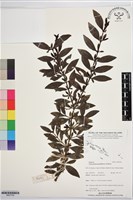 登錄號:BS07705藏品圖，第1張