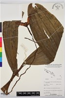 登錄號:BS07707藏品圖，第1張