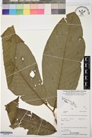 登錄號:BS07708藏品圖，第1張