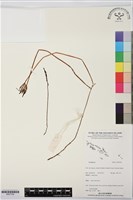 登錄號:BS07709藏品圖，第1張