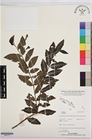 登錄號:BS07710藏品圖，第1張