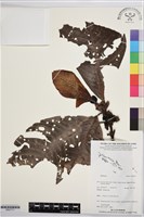 登錄號:BS07711藏品圖，第1張